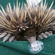 Illustration for article titled Heres Everything You Need to Know About the Disgusting Four-Pronged Echidna Penis.